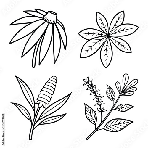 Four botanical illustrations featuring different plant species in a simple black and white line drawing style