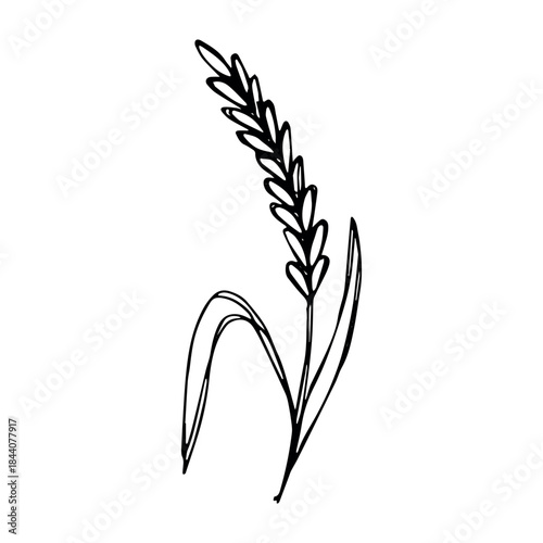 Hand drawn cereal wheat oat rye barley rice ears spikelet clipart Organic wheat bread agriculture farming harvest healthy food Single element for print packaging label design decor