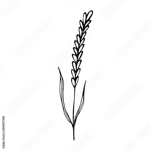 Hand drawn cereal wheat oat rye barley rice ears spikelet clipart Organic wheat bread agriculture farming harvest healthy food Single element for print packaging label design decor