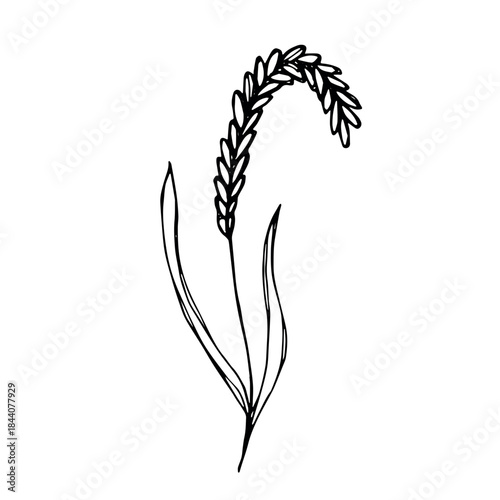 Hand drawn cereal wheat oat rye barley rice ears spikelet clipart Organic wheat bread agriculture farming harvest healthy food Single element for print packaging label design decor