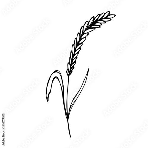 Hand drawn cereal wheat oat rye barley rice ears spikelet clipart Organic wheat bread agriculture farming harvest healthy food Single element for print packaging label design decor