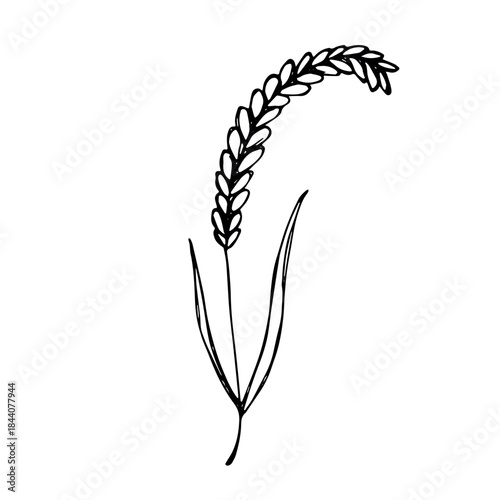 Hand drawn cereal wheat oat rye barley rice ears spikelet clipart Organic wheat bread agriculture farming harvest healthy food Single element for print packaging label design decor