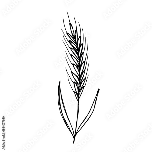Hand drawn cereal wheat oat rye barley rice ears spikelet clipart Organic wheat bread agriculture farming harvest healthy food Single element for print packaging label design decor