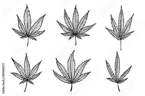 Set of hand drawn cannabis leaf Medicine marijuana Hemp leaves clipart in doodle style Single element for print, web, design, decor