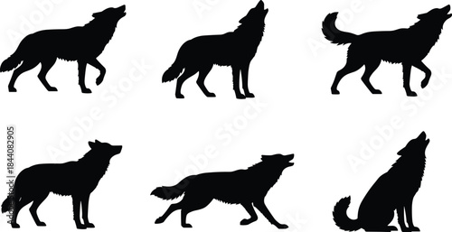 Howling wolf silhouette collection, wild canine poses set, standing running sitting wolf shapes, black animal vector illustration pack