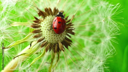 A red ladybug moves across the dry center of a dandelion outdoors while adjusting position among remaining seeds creating detailed macro motion in natural daylight with bright green background