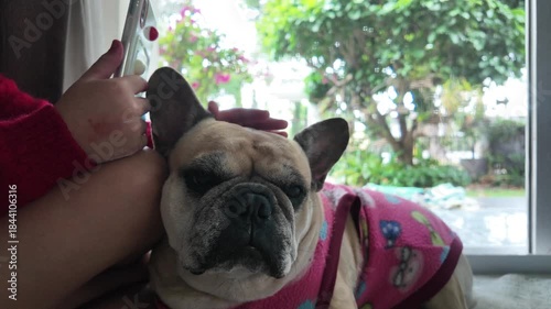 Cozy Companion: Affectionate interaction with a charming French bulldog wearing a stylish pink vest, capturing a moment of warm companionship and delightful shared joy.