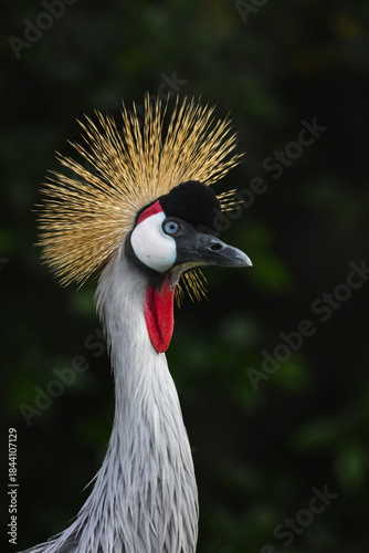 grey crowned crane