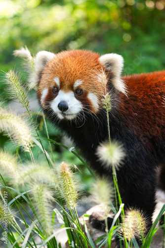 red panda in zoo