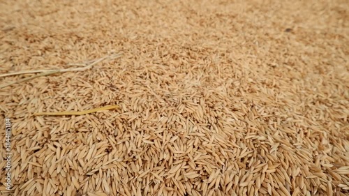 Close-up of Golden and Green Paddy Rice Grains Falling Down. Cereal Harvest and Abundance.