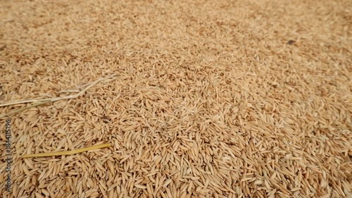 Close-up of Golden and Green Paddy Rice Grains Falling Down. Cereal Harvest and Abundance.
