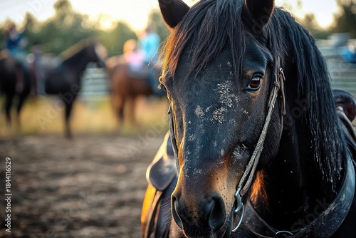 close-up of a black horse with a bridle standing outdoors with other horses and riders blurred in the background during golden hour