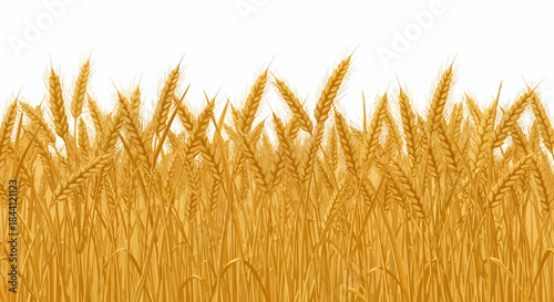 A vibrant field of golden wheat stalks and ears against a clean white background, symbolizing harvest and agriculture.