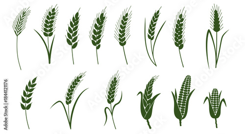 Collection of green silhouettes depicting various cereal grains including wheat, barley, rye, and corn on a white background.