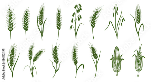 Vector illustration of various cereal grains including wheat, oats, barley, and corn, depicted as green stalks with mature heads.