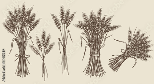 Vintage hand-drawn illustration of various wheat sheaves tied with string, depicting agricultural harvest.