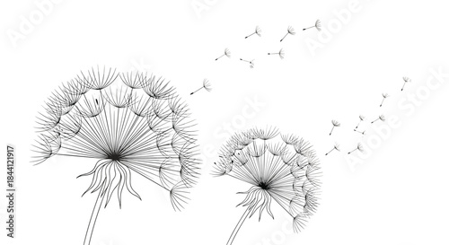 Beautiful black and white hand-drawn illustration of two dandelion flowers with their seeds blowing away in the gentle wind.