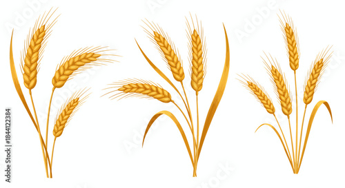 Golden wheat stalks with ripe grains and leaves, symbolizing harvest and agriculture.