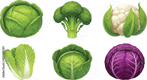 Fresh vegetable vector set featuring cabbage, broccoli, cauliflower, lettuce and organic greens for healthy food and nutrition illustrations