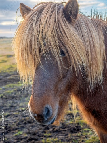 Brown Icelandic horse head in close-up, with shaggy golden mane. Intense sky, selective focus and golden glow. Smaller than other breeds, Icelandic horses are rugged and hardy. Three quarter view.