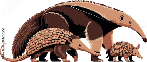 Wild animal illustration featuring anteater and armadillo family walking together in detailed natural vector style for wildlife designs
