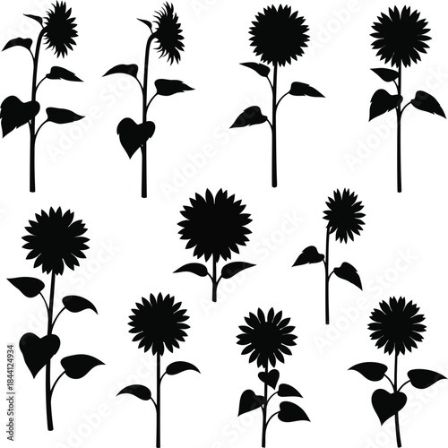 Vector Graphic Collection of Full Blooms and Stems for Farm, Rustic, Summer, and Educational Nature Designs