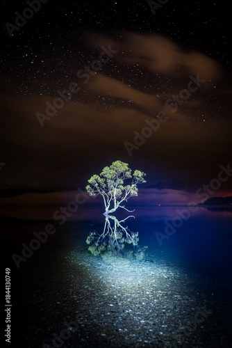 That Wanaka Tree night study