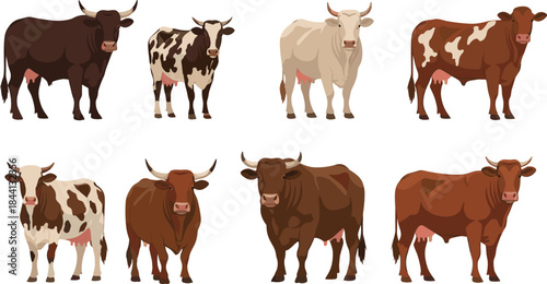 Cow illustration set featuring diverse cattle breeds, horn shapes and coat patterns for agriculture projects, farm branding, dairy education and rural design use