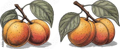 Apricot Fruit Pair With Leaves Vintage Botanical Engraving Style Natural Food Vector Illustration Set