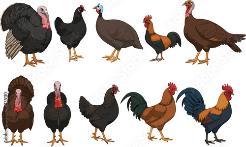Farm poultry illustration set featuring turkeys, chickens, roosters and guinea fowl for agricultural projects, education materials, branding and rural-themed designs