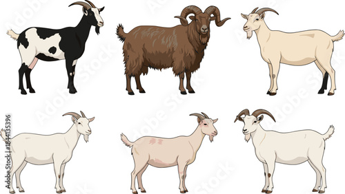 Goat illustration set featuring different breeds, horn shapes and coat patterns for farm projects, livestock education, branding, agriculture graphics and rural designs