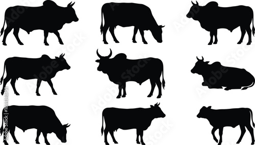 Collection of Zebu Cattle Silhouettes in Various Poses, Full Body Black Vector Illustrations of Humped Cows and Bulls, Livestock, Farm Animals, Isolated on White Background.