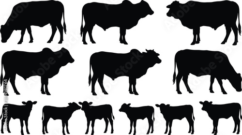Diverse Group of Cattle Silhouettes, Including Adult Zebu Cows and Calves, Full Body Black Vector Illustrations of Humped Livestock in Different Poses, Isolated on White Background.