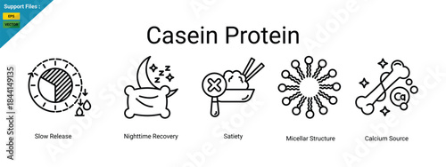 Casein protein icons depict slow release, nighttime recovery, satiety, micellar structure, and calcium source. Outline icons.
