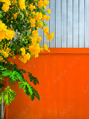 Yellow Bell Flower Plant and Papayabaum on Bright Orange Wall and Corrugated Galvanized Sheet Background with Space at Bangkok, Thailand. 01 JAN 2025. A.M.