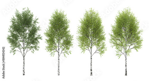 Bild auf Leinwand Four isolated birch trees with green leaves and white bark on white background