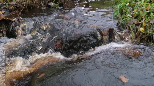 forest stream murmurs on the ripples of stones. autumn water flow.