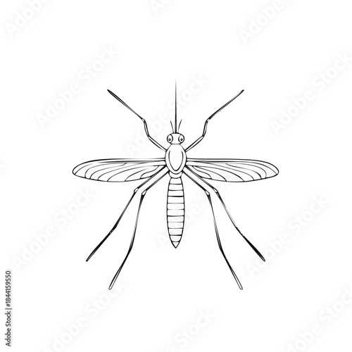Mosquito insect illustration in linear drawing for biology studies and pest control