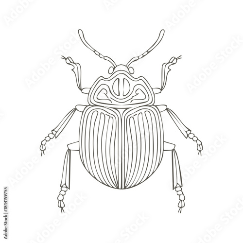 Elegant Beetle Illustration Fine Line Art Entomology Detail Insect Drawing