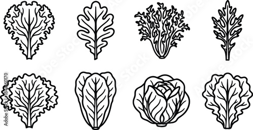 Set of lettuce leaf illustrations in black outline style