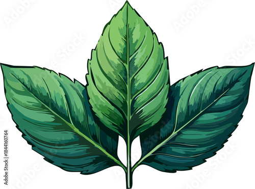 Three Green Mint Leaves Detailed Vector Illustration