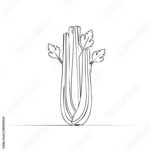 Simple line drawing of celery stalks and leaves. Minimalist vector illustration of fresh healthy vegetable.