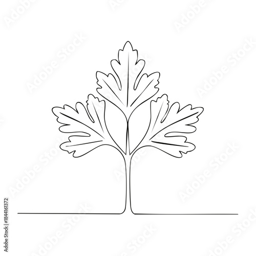 Parsley Herb Continuous Line Art Single Stroke Parsley Leaf Culinary Ingredient Minimalism