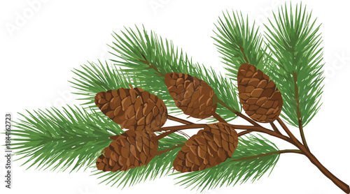 Evergreen Pine Branch with Cones Illustration Natural Winter Christmas Botanical Vector Design
