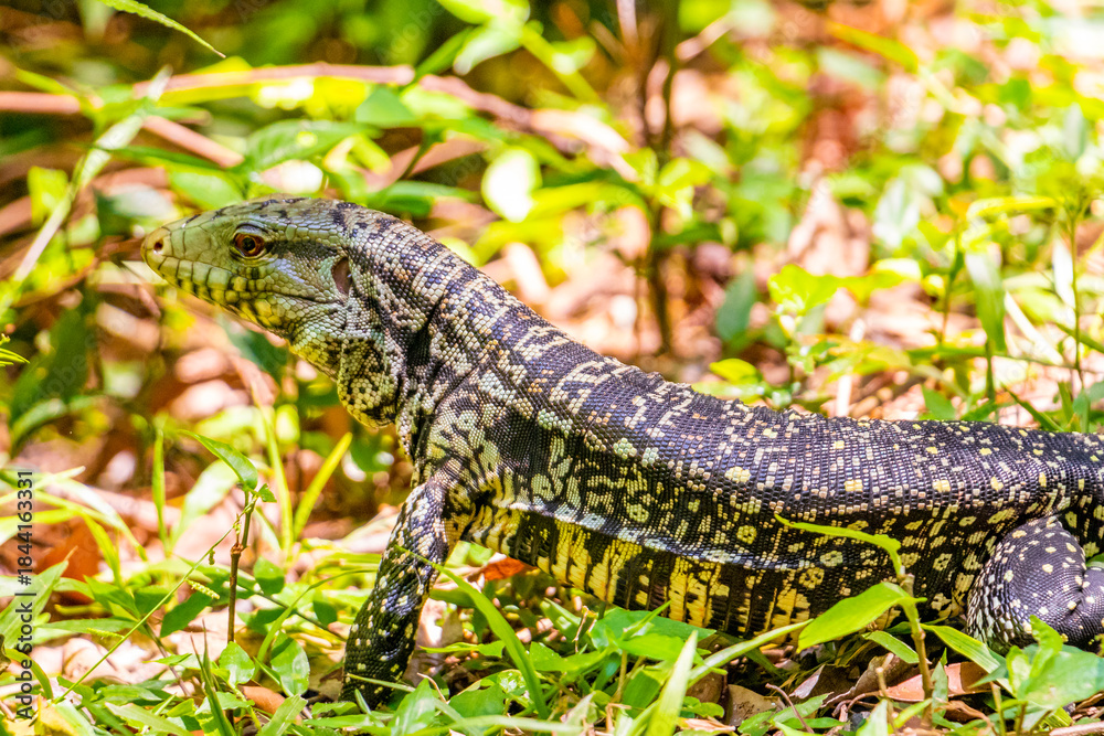 Fototapeta premium Lizard gecko iguana reptile on ground and grass in Brazil.