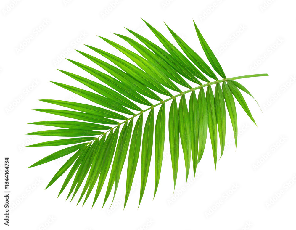 Fototapeta premium Palm leaf isolated on white