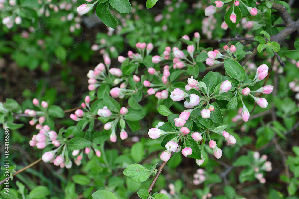 Obraz premium Delicate Pink and White Flower Buds on a Branch of apple tree in garden