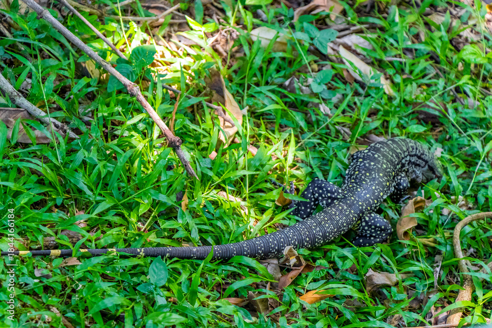 Naklejka premium Lizard gecko iguana reptile on ground and grass in Brazil.