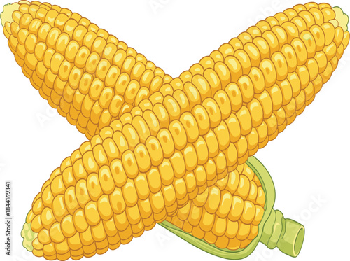 Two Crosses Corn on the Cob Vector Illustration for Agriculture Vegetable Food and Healthy Eating Concept.