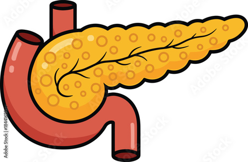 Human pancreas anatomy, digestive system organs, biology education, internal organ illustration, medical concept, health science, flat vector illustration